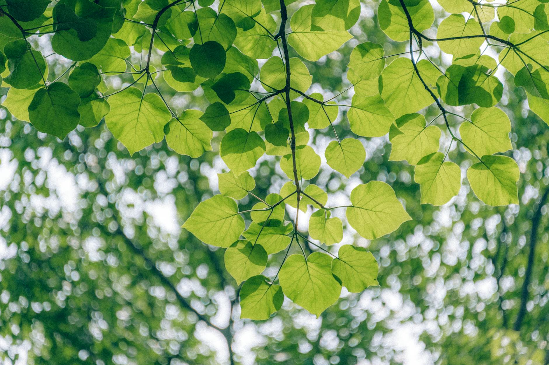 How Photosynthesis Works: The Ultimate Guide for 2026