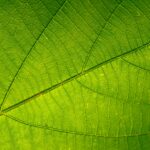 photosynthesis diagram plant cell