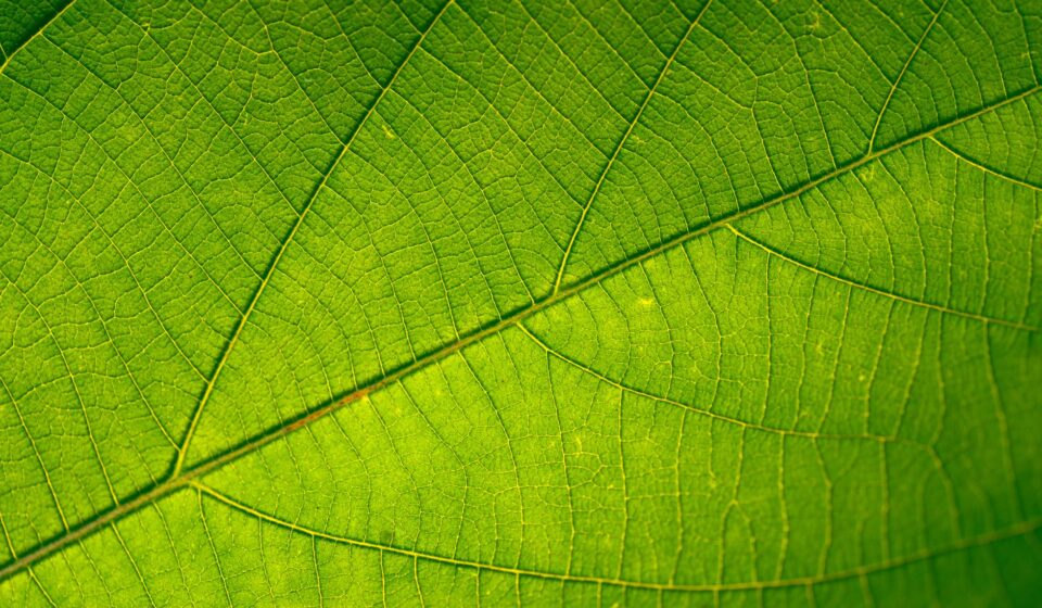 photosynthesis diagram plant cell