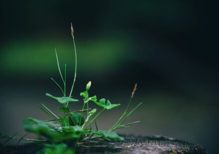 plant photosynthesis process