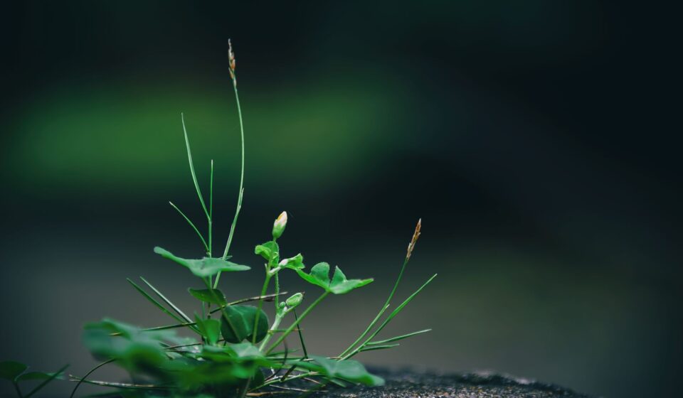 plant photosynthesis process